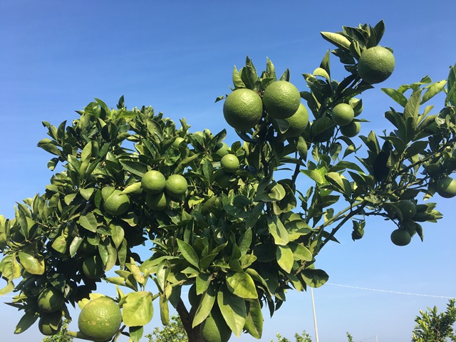 Aging of Oranges AgriCri - October 2017